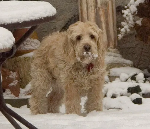 Eleanor with snow on her mouth
